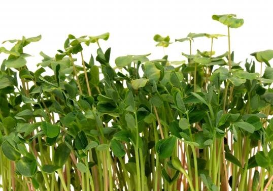 How to grow Microgreens