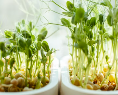 What are easiest microgreens to start growing?