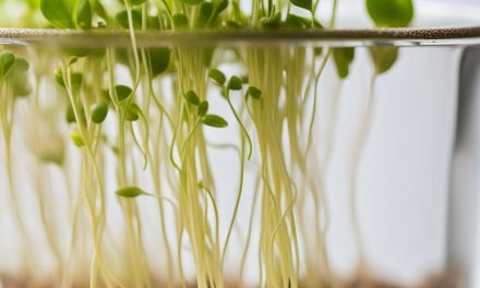 What is the difference between growing microgreens in water or soil
