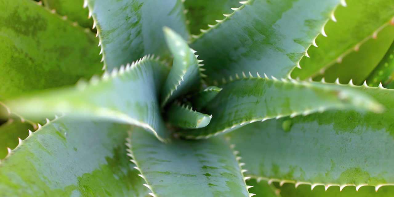 How to transplant an aloe plant