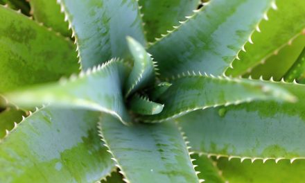 How to transplant an aloe plant