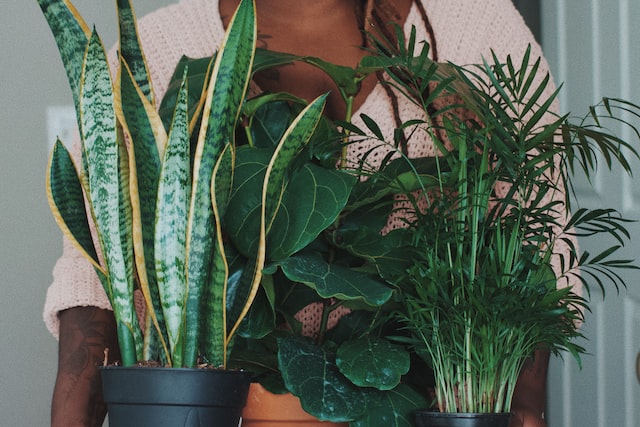No Green Thumb Required: 7 Houseplants That Are Nearly Impossible to Kill