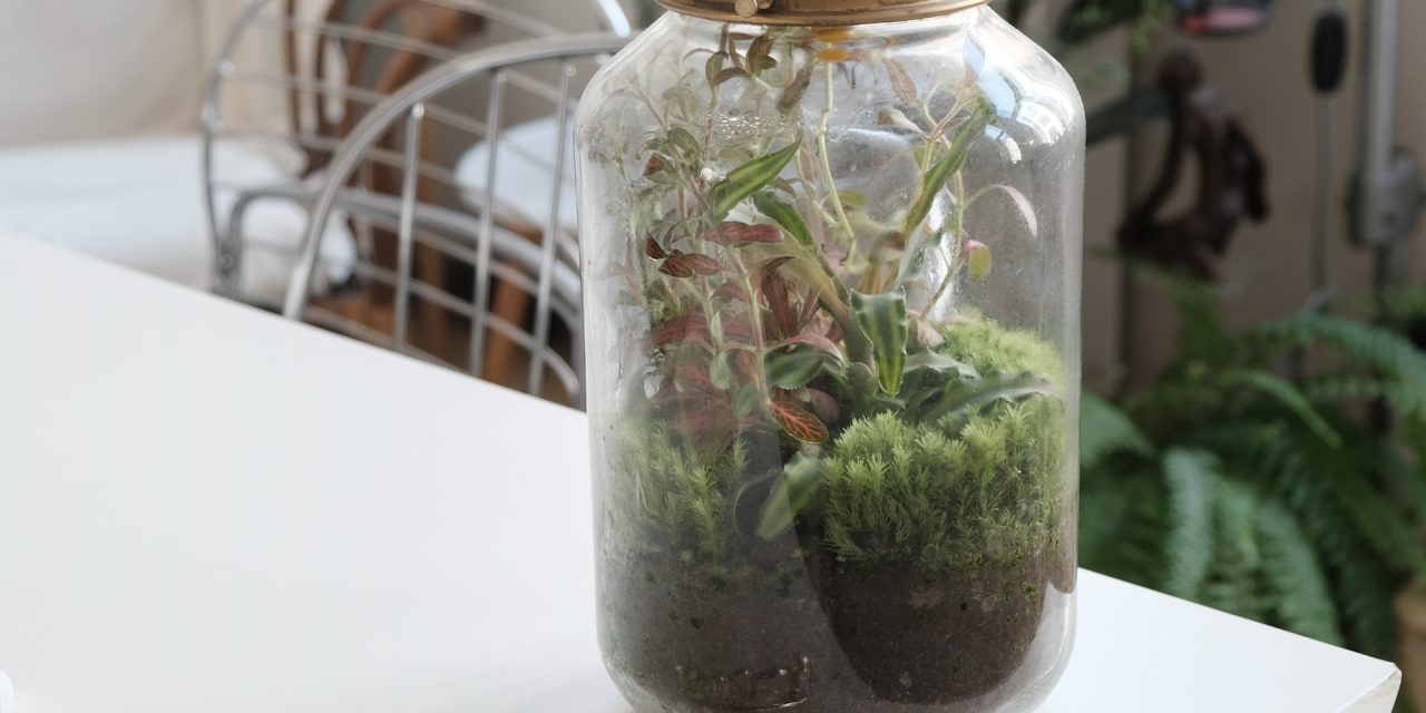 Getting started with Terrariums and Mossariums
