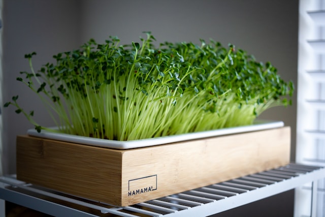 5 Best Practices for Storing Microgreens for Commercial Use