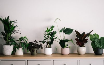 The Top 10 Most Popular House Plants in America