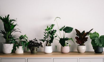 The Top 10 Most Popular House Plants in America