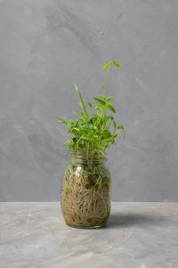 Microgreens in a mason jar, growing microgreens at home, how to grow microgreens