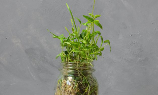 Growing Microgreens In A Jar