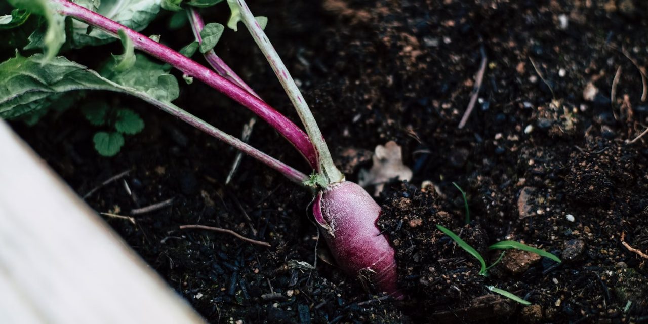Fast Growing Vegetables for Impatient Gardeners